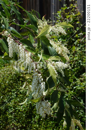 セイヨウイワナンテン セイヨウイワナンテン 22200151