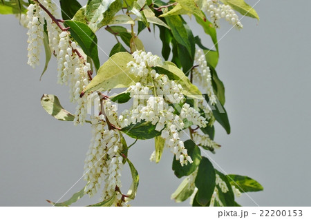 セイヨウイワナンテン　　　 22200153