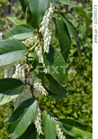 セイヨウイワナンテン セイヨウイワナンテン 22200173