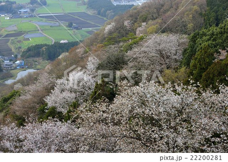 高峯の桜 高峯の桜 22200281