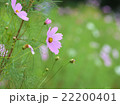 コスモス 22200401