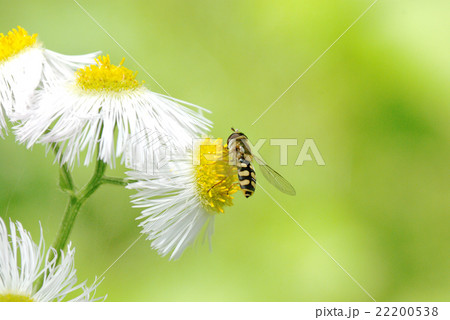 フタホシヒラタアブ 22200538