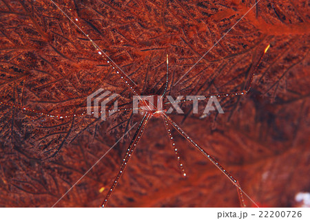 ホシゾラワラエビ ホシゾラワラエビ 22200726