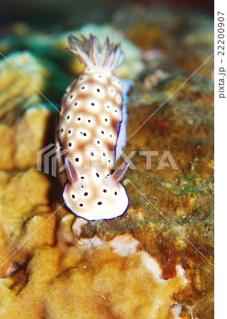 ウミウシ 22200907