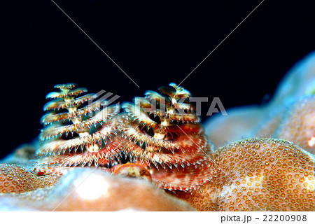 イバラカンザシ 22200908