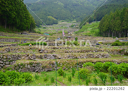 四谷千枚田 四谷千枚田 22201262