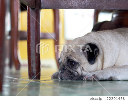 lovely happy white fat cute pug dog laying lovely happy white fat cute pug dog laying 22201478