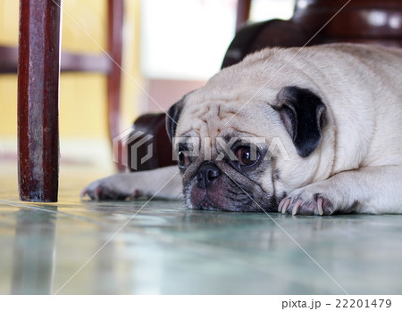 lovely happy white fat cute pug dog laying 22201479