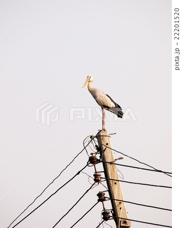 asian openbill large stork bird on electric pole asian openbill large stork bird on electric pole 22201520