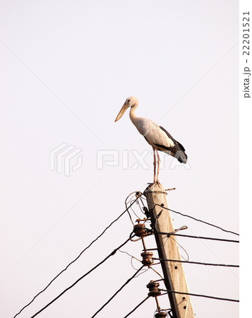 asian openbill large stork bird on electric pole 22201521