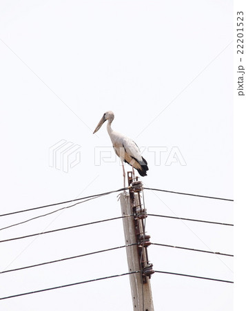 asian openbill large stork bird on electric pole asian openbill large stork bird on electric pole 22201523