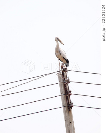 asian openbill large stork bird on electric pole 22201524