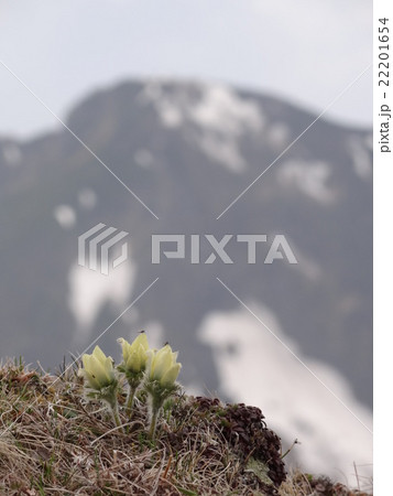 ツクモグサ 22201654