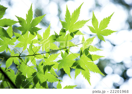 緑のモミジ 22201968