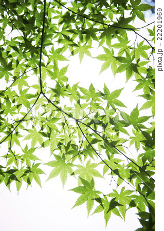 緑のモミジ 22201969