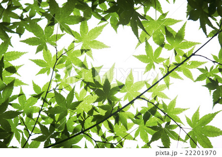 緑のモミジ 22201970