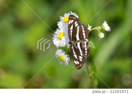 コミスジとヒメジョオン 22201971