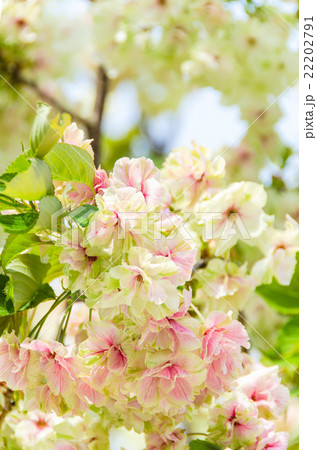 桜の新種　 22202791