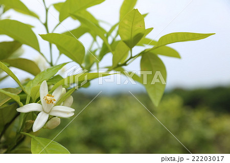 ネロリ（Neroli） 22203017