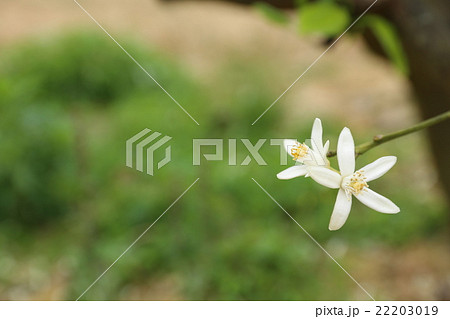 ネロリ（Neroli） 22203019