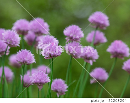 赤紫のチャイブの花の写真素材