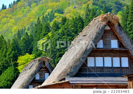 五箇山・相倉地区・合掌造りの萱葺き屋根（６） 22203465