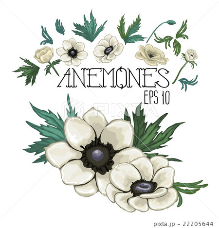 Collection of vector anemones 22205644