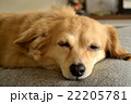 チワックスの寝顔 22205781