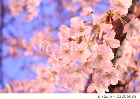 夜桜 夜桜 22206038