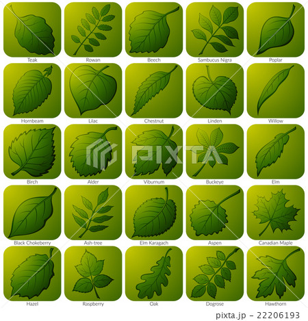 Icons with Leaves, Set 22206193