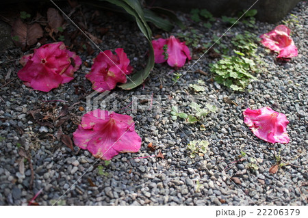 枯れて落ちてしまったつつじの花びらの写真素材