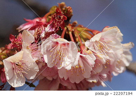 寒桜 寒桜 22207194