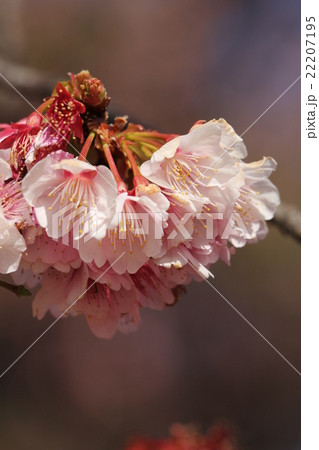 寒桜 22207195