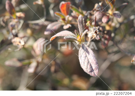 モチツツジの冬芽 モチツツジの冬芽 22207204