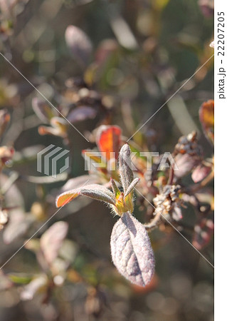 モチツツジの冬芽 モチツツジの冬芽 22207205