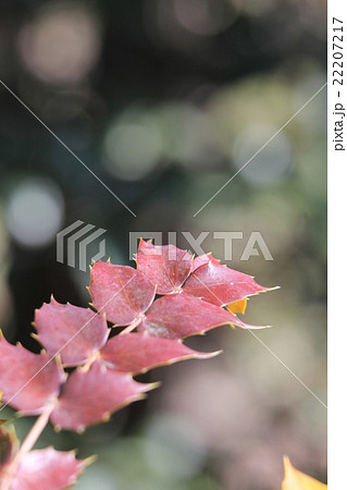 ヒイラギナンテン 22207217