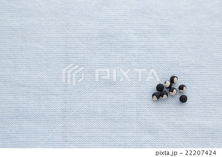 風船葛のタネ ハートの贈り物 22207424