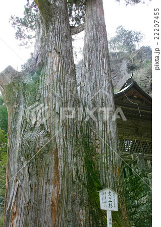 榛名神社 矢立杉 榛名神社 矢立杉 22207455