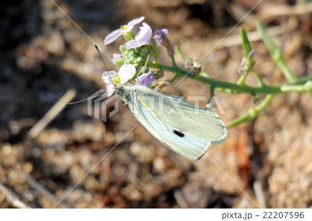 insects like the sweet nectar insects like the sweet nectar 22207596