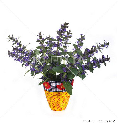 Blue penstemon flowers in yellow vase isolated 22207612