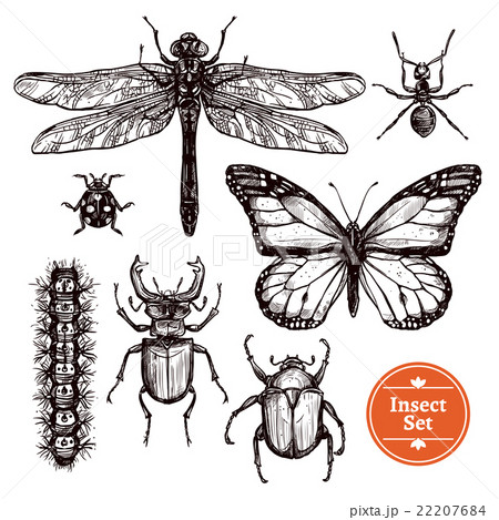 Hand Drawn Insect Set 22207684