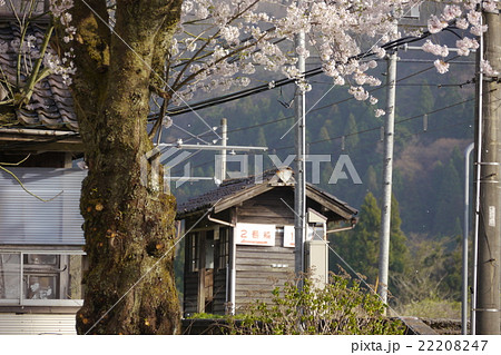 横江駅の桜 22208247