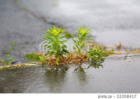 Weed growing pavement cracks Weed growing pavement cracks 22208417
