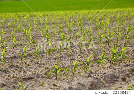 Agricultural field with plants 22208434