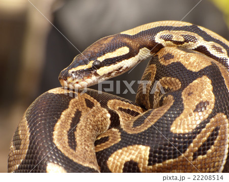 Snake Snake 22208514