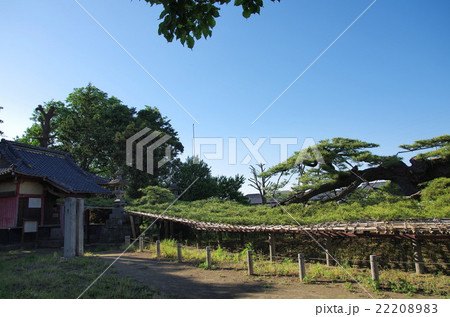 連取(つなとり)の松 連取(つなとり)の松 22208983