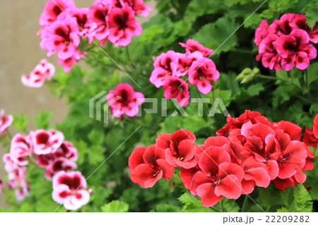 ペラルゴニウム 22209282