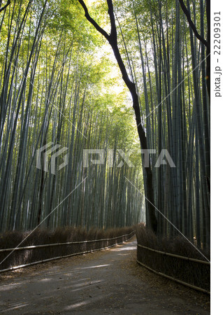 京都府京都市右京区嵯峨野竹林の小道 22209301