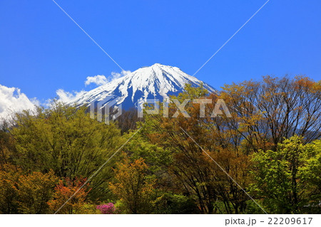 新緑と富士山 新緑と富士山 22209617
