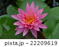 蓮の花 22209619